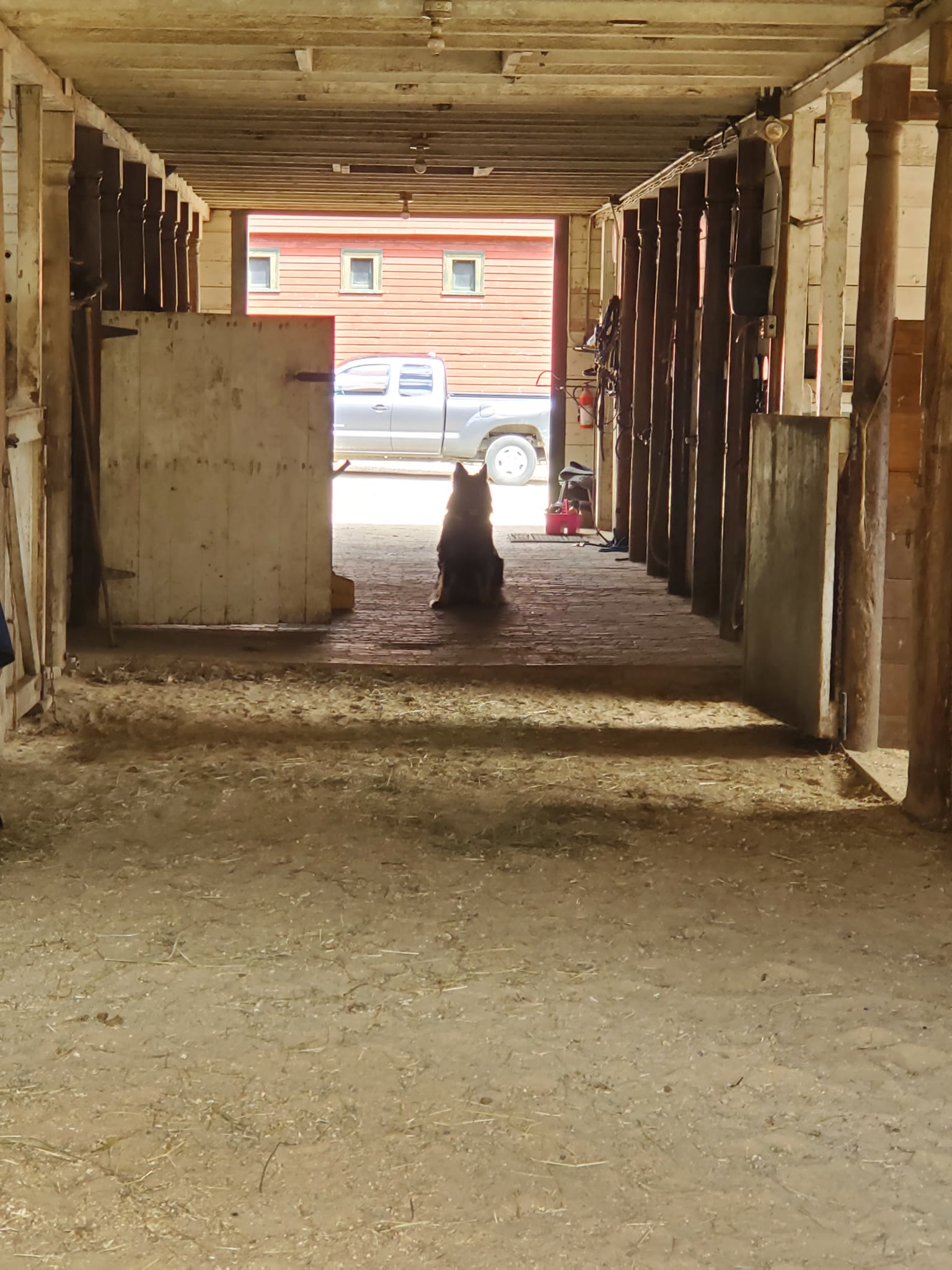 A dog in the barn aisle