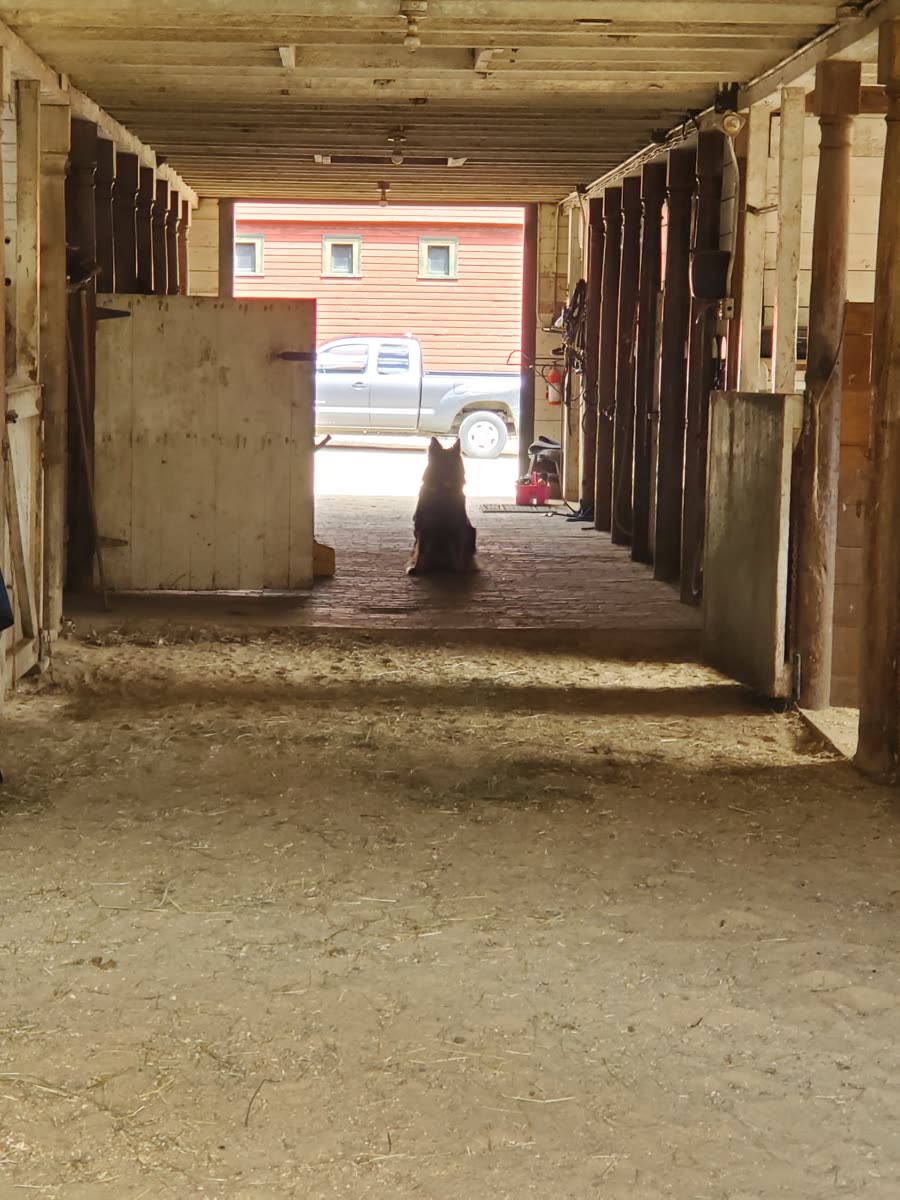 The barn aisle, the dog waiting at the door.