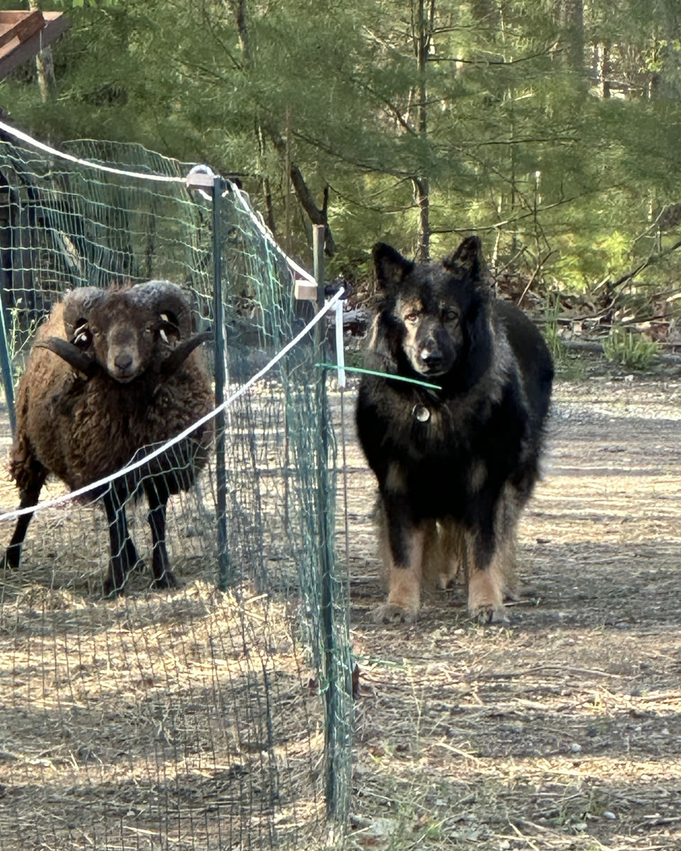 The dog standing at the fence with a ram behind it, both looking back at you.