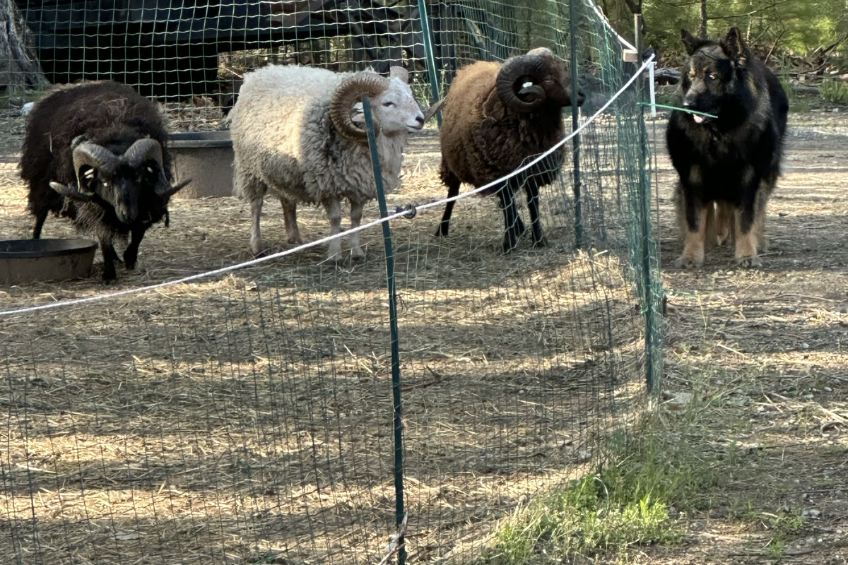 The dog with the three rams at the fence.